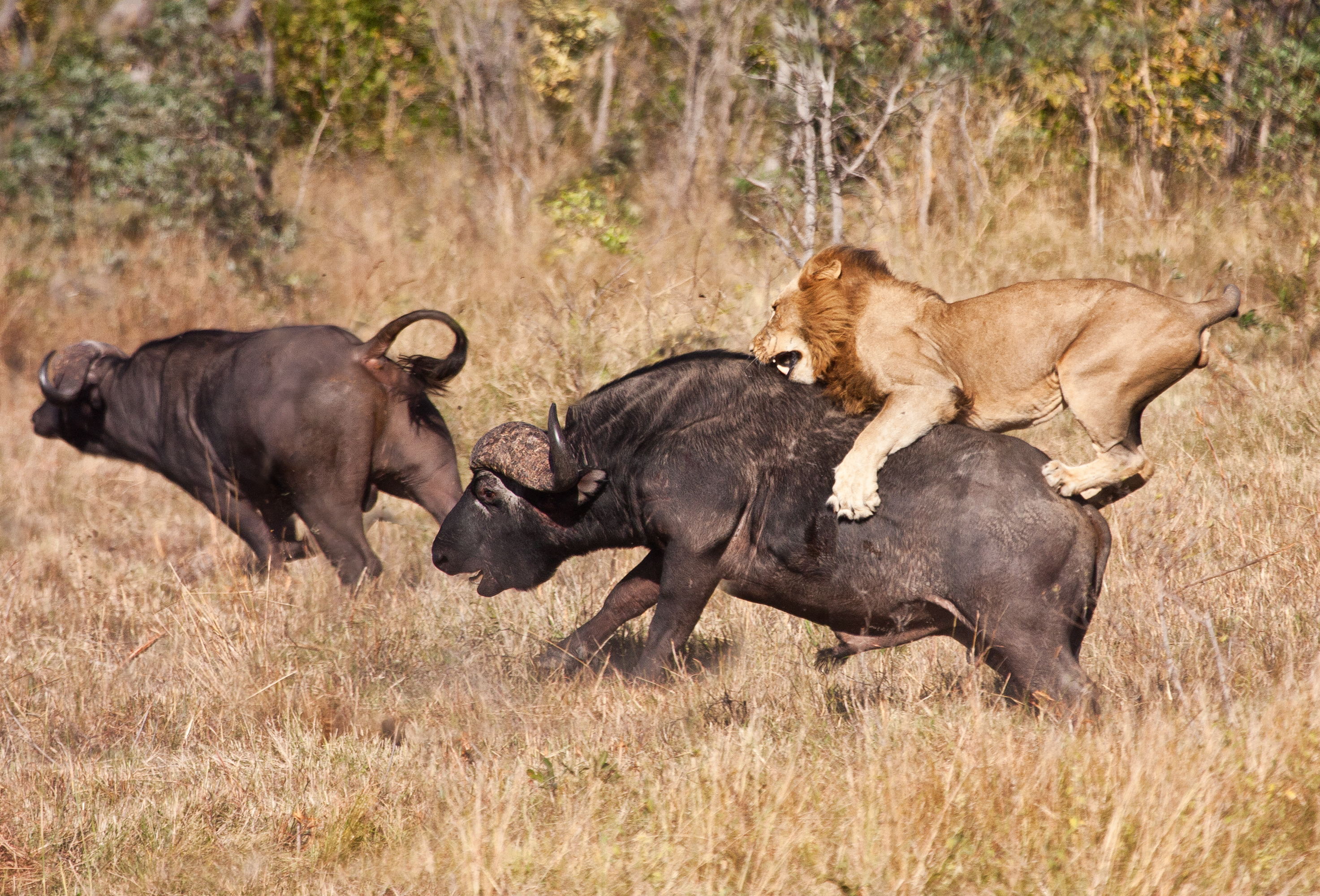 Конкуренция между хищниками. Охота Львов в дикой природе на буйволов. Прайд Львов против буйвола.